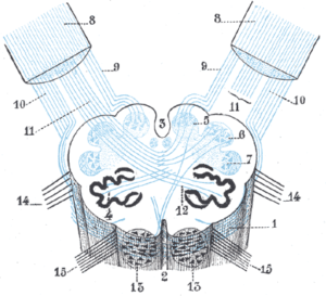 gray699 diagram medulla oblongata