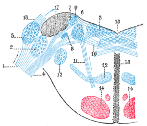 Terminal nuclei of the vestibular nerve, with their upper connections.
