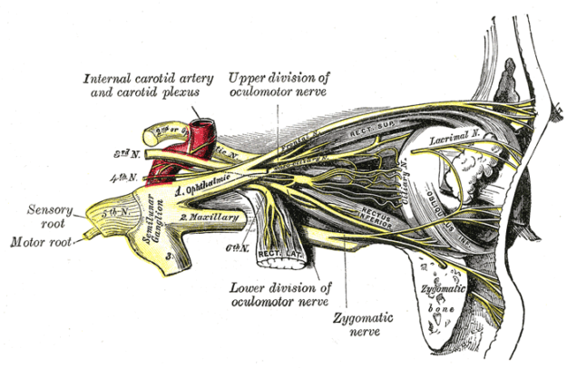 Nerves of the orbit, and the ciliary ganglion – side view