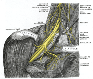 Gray 808 thoracic outlet