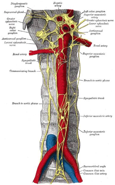 Thoracic Dorsal Ganglion