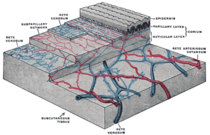 cutaneous circulation