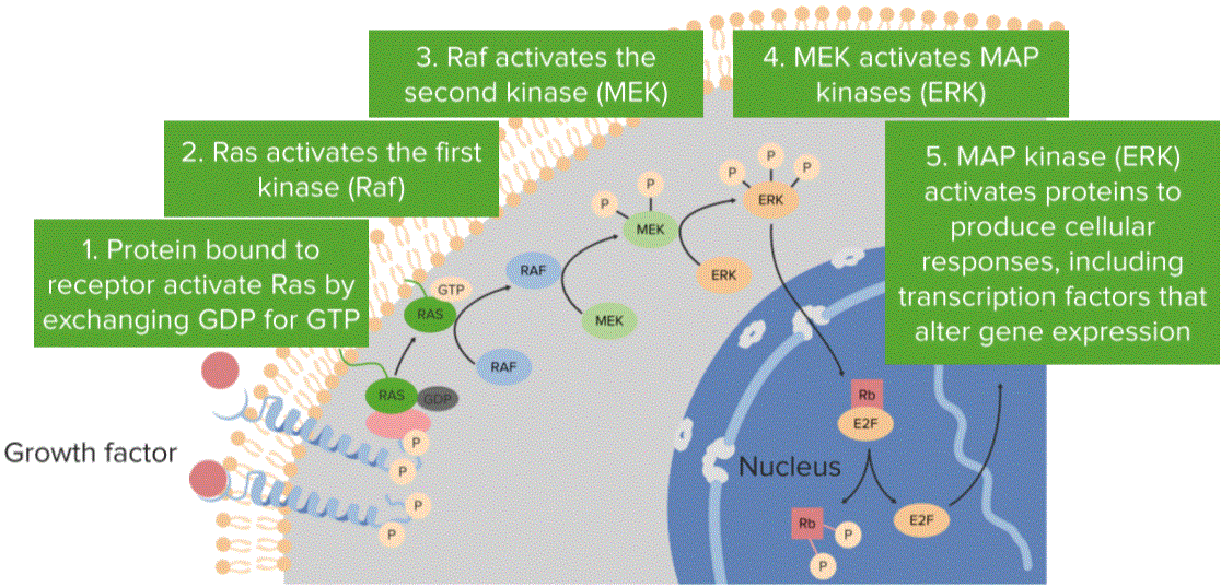 Cell Cycle: Regulation, Apoptosis, Mitosis & Replication Biology Diagrams