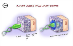 H. pylory crossing mucus layer of stomach H. pylory crossing mucus layer of stomach
