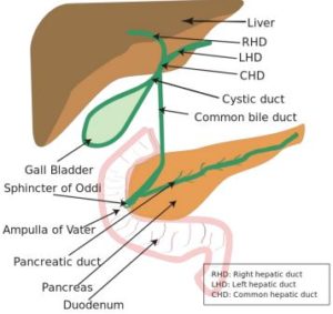 HIDA Scan Mechanism of Action