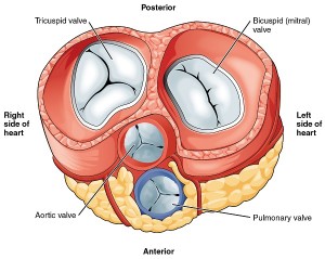 Image: “Heart Valves” by Phil Schatz. Licence: CC BY 4.0