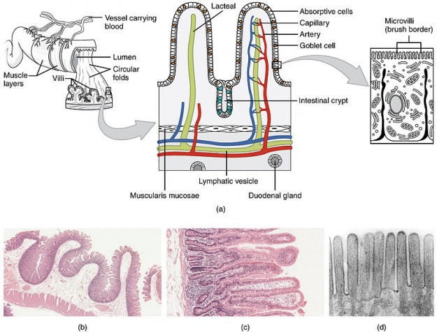 Histology Small Intestines