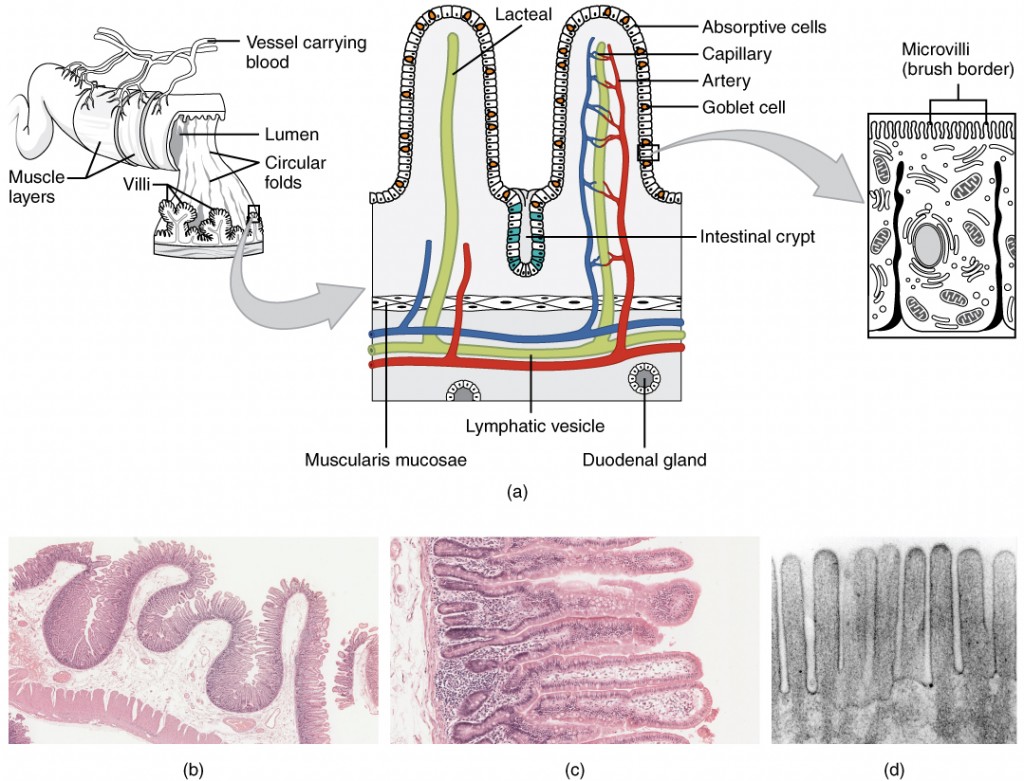 histology of the small intestine