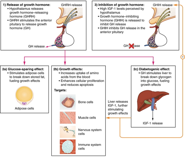 Hormonal regulation of growth