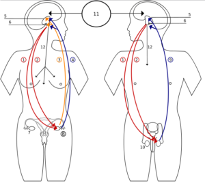 Hormones feedback