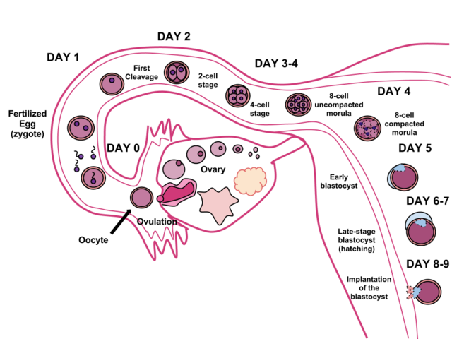 Human Fertilization scheme