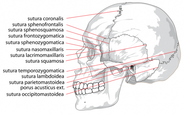 The Bony Skull Structure Functions Diseases