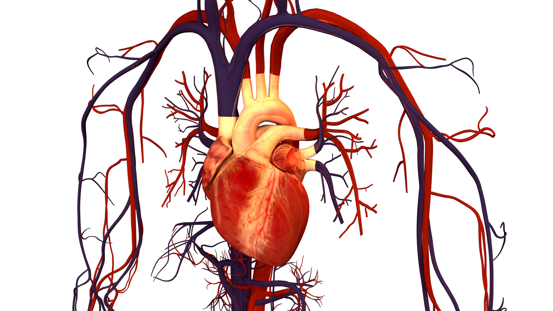 real human circulatory system