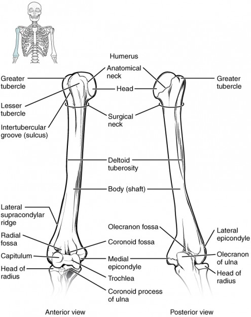 Humerus and Elbow Humerus and Elbow