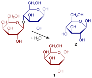 Hydrolysis of lactose Hydrolysis of lactose