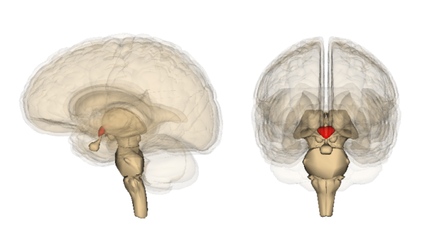 hypothalamus