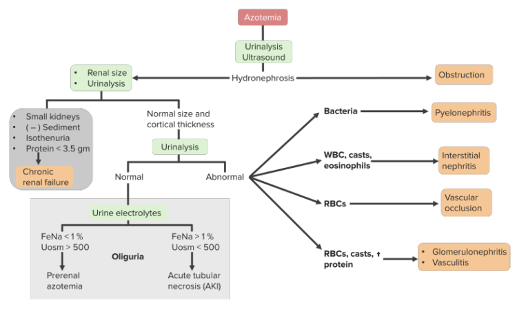 Phases Of Acute Kidney Injury