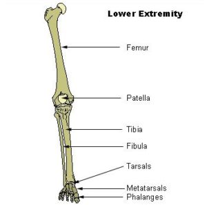 bones of the lower extremity