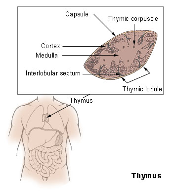 Thymoma — Staging and Treatment