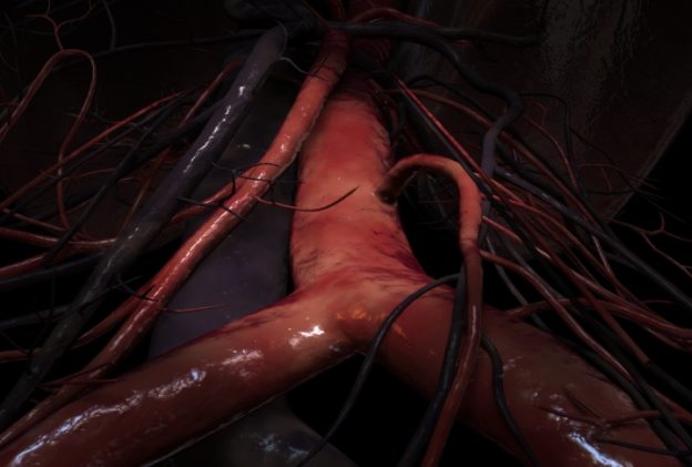 Abdominal aorta