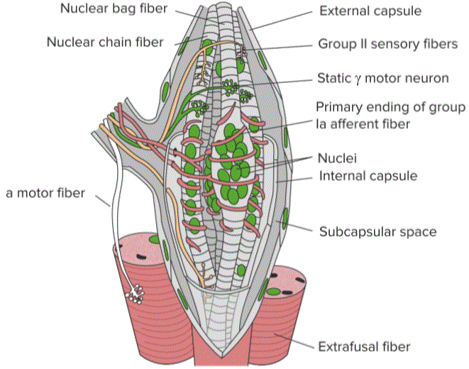 Innervation