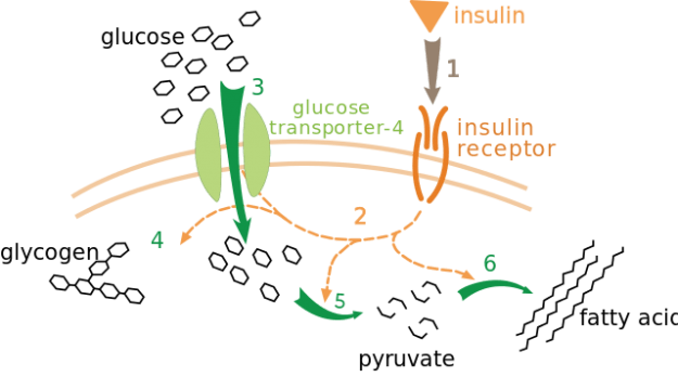 Insulin glucose metabolism