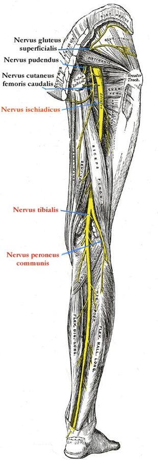 Lumbosacral Plexus — Anatomy and Nerves | Medical Library