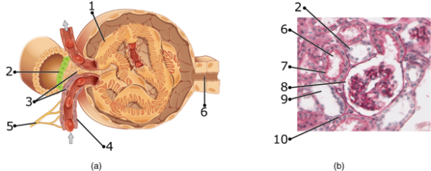 Juxtaglomerular_Apparatus_and_Glomerulus_numbers