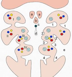 Pattern of the branchial arches