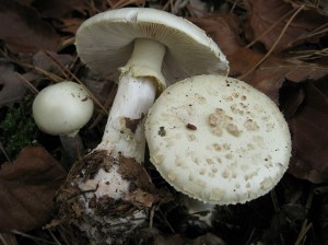 Image of a death cap mushroom