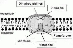 Image: “L-type calcium channel” by Vet vijayraj. License: Public Domain 