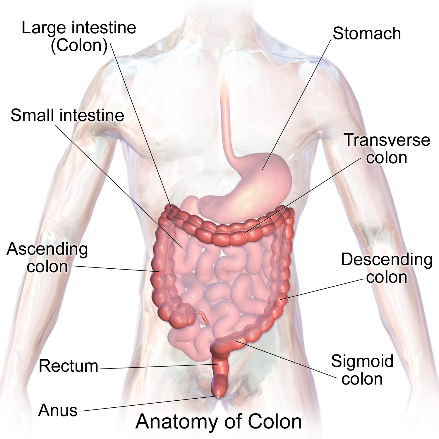 Large Intestine Large Bowel Anatomy Functions And Pathology   Large Intestine 