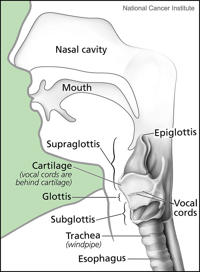 Larynx: Muscles, Lesions & Laryngeal Carcinoma | Lecturio