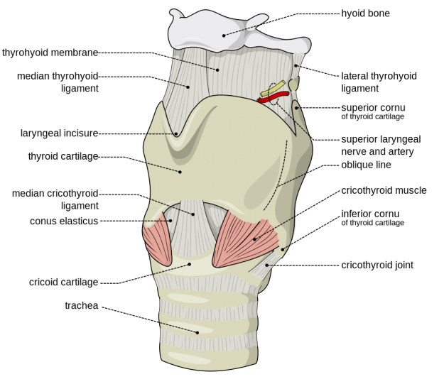 Larynx external