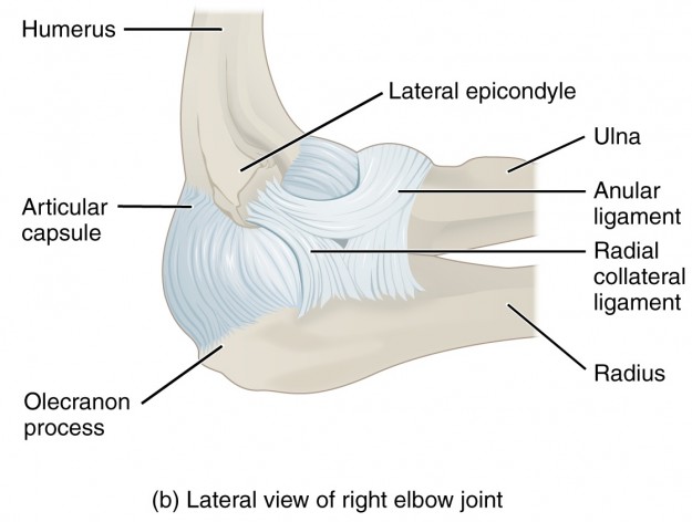 Elbow Joint – Anatomy of the Upper Extremity | Lecturio