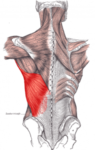 Latissimus-dorsi