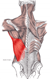 mușchiul latissimus Dorsi