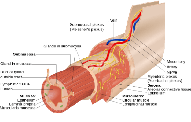 Layers of the Alimentary Canal.