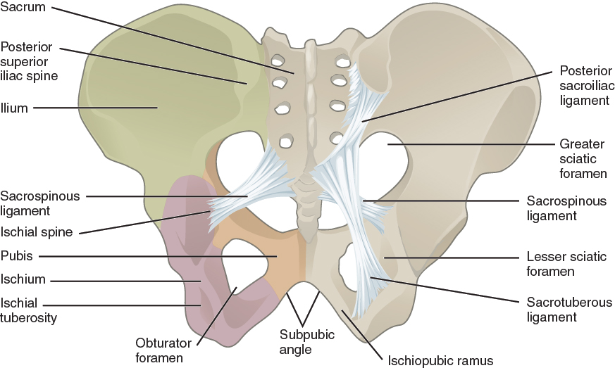 The Pelvic Girdle and Pelvis · Anatomy and Physiology