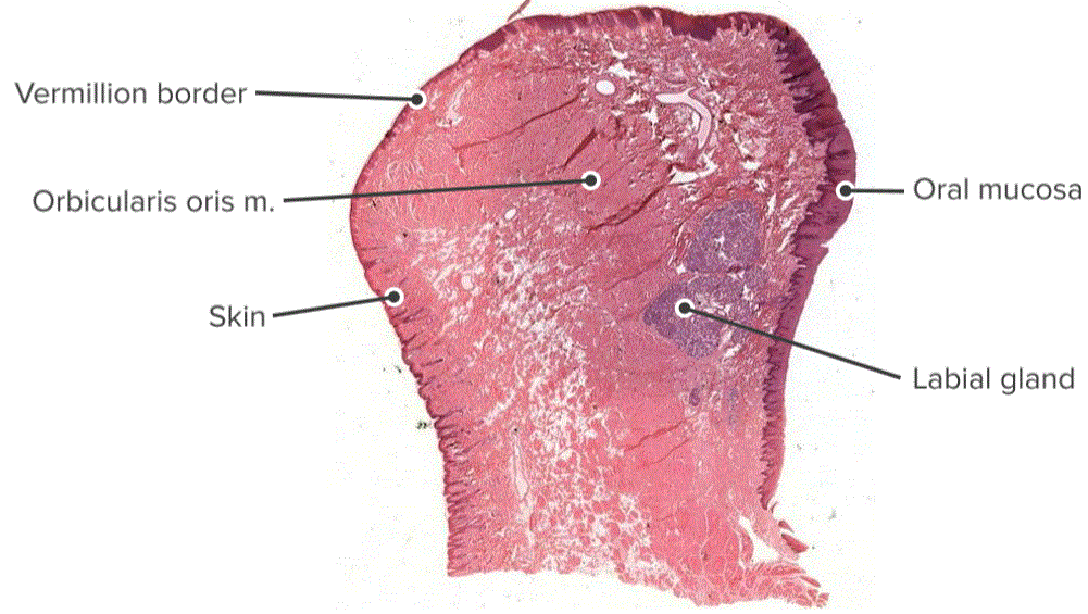 Oral Cavity: Anatomy, Functions, and Diseases | Medical Library