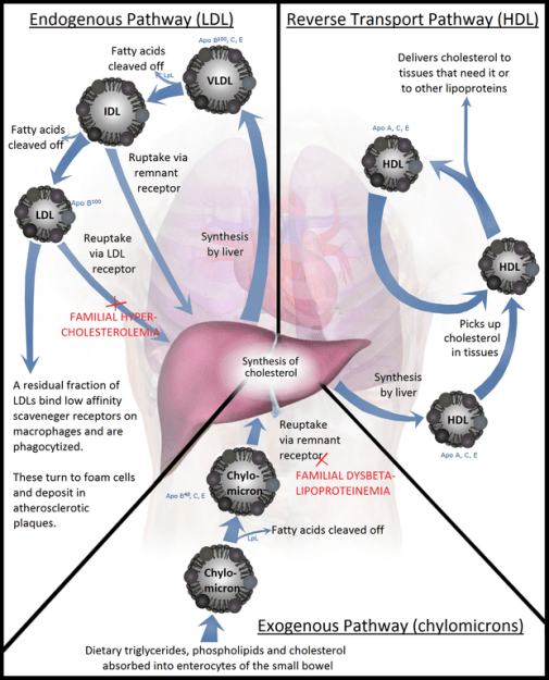 Lipoprotein metabolism pathways