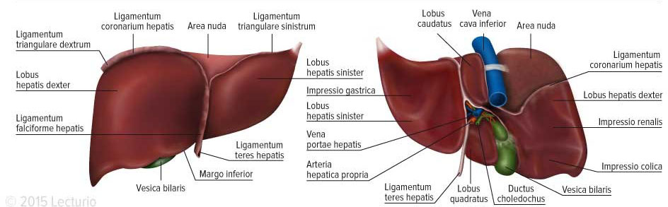 The Liver: Anatomy, Functions, and Diseases | Medical Library