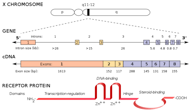 Location and structure of the human androgen receptor