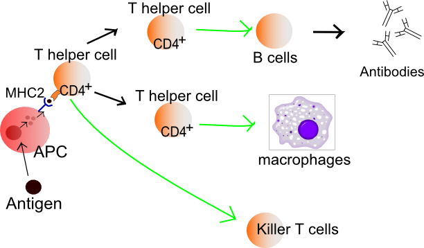 Lymphocyte-activation-simple