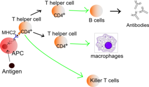 células t auxiliares
