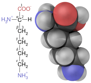 Lysine