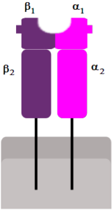 MHC_Class_II antigen processing