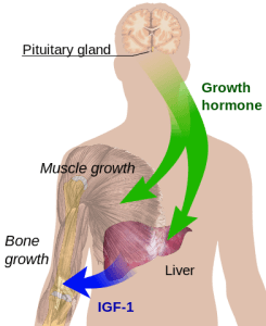 Main pathway in growth regulation by the endocrine system Main pathway in growth regulation by the endocrine system