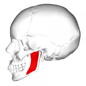 Masseter-muscle_lateral-view