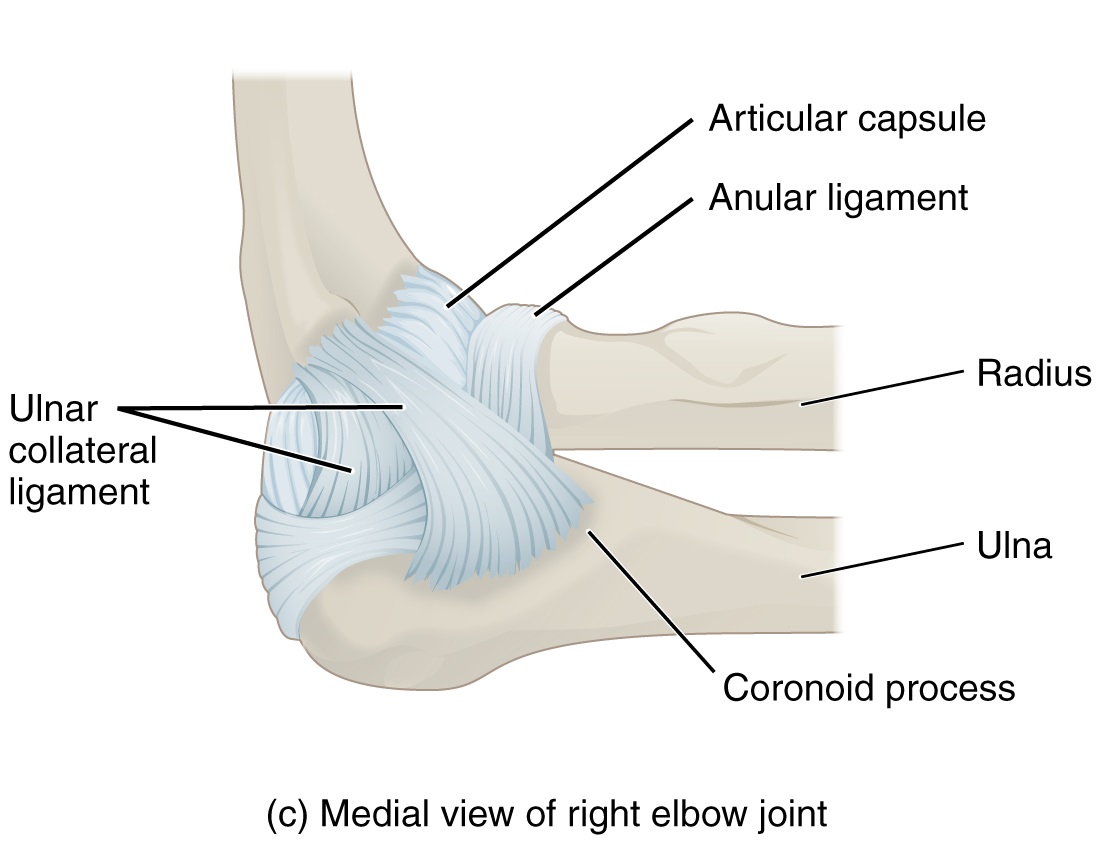 Medial Elbow Anatomy